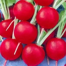 Редис Ням-Ням