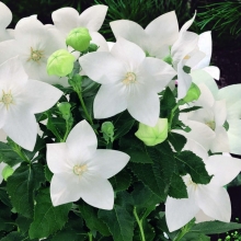 Платикодон Блюз (белый)