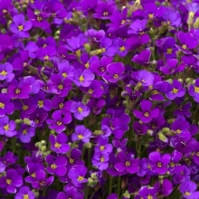 Обриета Пурпурный Каскад гибридная