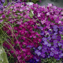 Обриета Гранд каскад смесь