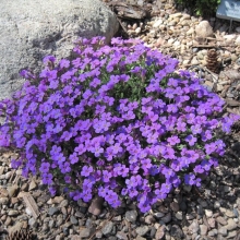 Обриета Кемпбелл