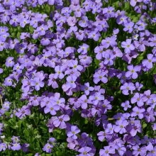 Обриета Синий каскад