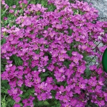 Обриетта Виолет (гибридная)