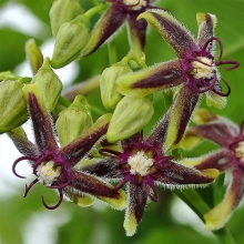 Обвойник греческий (большой пакет)