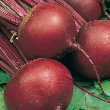 Свекла Одноростковая