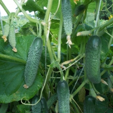 Огурец Янычар F1 (большой пакет)