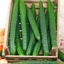 Огурец Аллигатор 2 F1