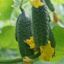 Огурец Бетховен F1