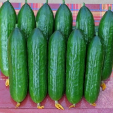 Огурец Оконно-Балконный F1