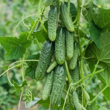 Огурец Пять звезд F1