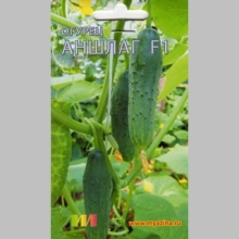 Огурец Аншлаг F1