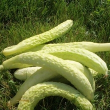 Огурец Белая анаконда F1