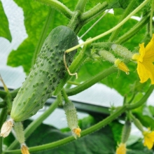 Огурец Берендей F1