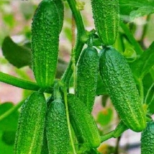 Огурец Без хлопот F1