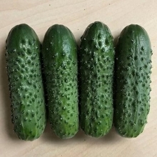 Огурец Brandino F1 (большой пакет)