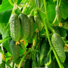 Огурец Дедушкина внучка F1