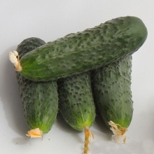 Огурец Джокер 77 F1