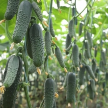 Огурец Генеральский F1 (большой пакет)