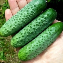 Огурец Герман F1