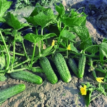 Огурец Жоэлина F1 (большой пакет)