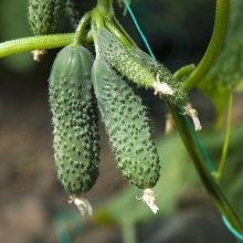 Огурец Кенгуру F1