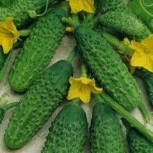 Огурец Хруст F1