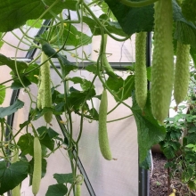 Огурец Белый змей F1