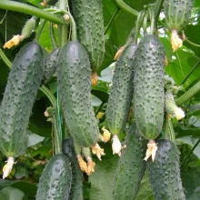 Огурец Ключик F1