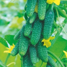 Огурец Конек-горбунок F1