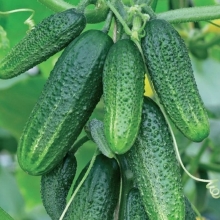 Огурец Конни F1
