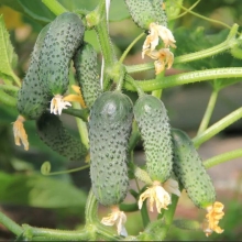 Огурец Крохотуля F1