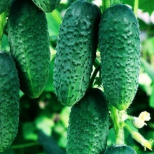 Огурец Кустовой