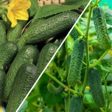 Дуэт Огурец Луховицкий F1 + Суздальский F1