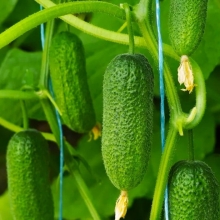 Огурец Маура F1 (Rijder Seeds)