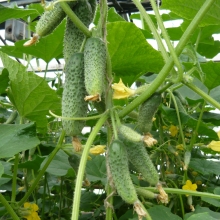 Огурец Мэлс F1 (большой пакет)