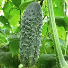 Огурец Монисиа F1