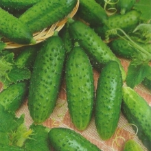 Огурец Моравский корнишон F1