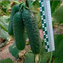 Огурец Mousson F1 (большой пакет)