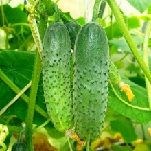 Огурец Муму F1