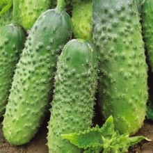 Огурец Мурашка F1