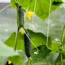 Огурец Пасалимо F1