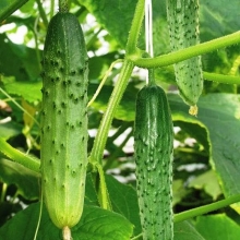 Огурец По Щучьему велению F1