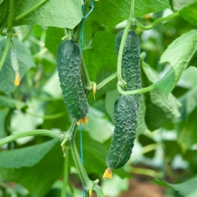 Огурец Самкон 11 F1