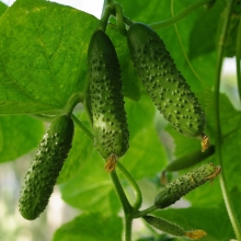 Огурец Самкон 15 F1