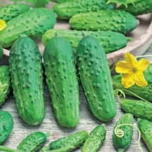 Огурец Самкон 9 F1