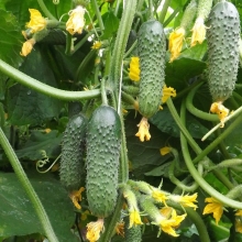 Огурец Седрик F1 (большой пакет)