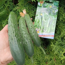 Огурец Шальная императрица F1