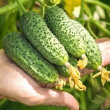 Огурец Шоша F1