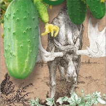 Огурец Суоми F1