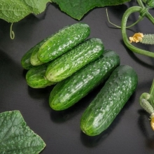 Огурец Циркон F1 (большой пакет)